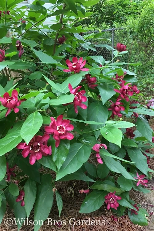 Aphrodite Sweetshrub (Carolina Allspice) - Calycanthus - 1 Gallon Pot 6 Aphrodite Sweetshrub (Carolina Allspice) - Calycanthus - 1 Gallon Pot - Image 4