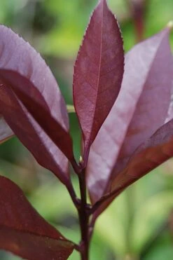 Apricot Echo Tea Olive - Osmanthus Fragrans Aurantiacus - 1 Gallon Pot -Azaleas Store Tea Olive Apricot Echo 4