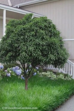 Fudingzhu Fragrant White Tea Olive (Osmanthus Fragrans) - 6 Pack Of 1 Gallon Pots -Azaleas Store Tea Olive Fudingzhu 6