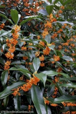 Fragrant Orange Tea Olive - Osmanthus Fragrans Aurantiacus - 1 Gallon Pot -Azaleas Store Tea Olive Orange 102