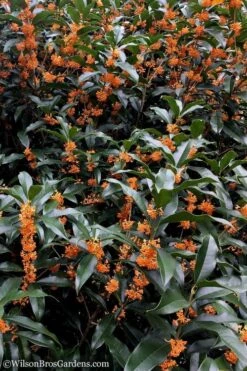 Fragrant Orange Tea Olive - Osmanthus Fragrans Aurantiacus - 7 Gallon Pot (3-4') 15 Fragrant Orange Tea Olive - Osmanthus Fragrans Aurantiacus - 7 Gallon Pot (3-4') -Azaleas Store Tea Olive Orange 103 1