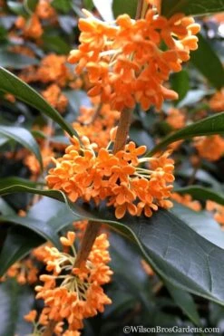 Fragrant Orange Tea Olive - Osmanthus Fragrans Aurantiacus - 7 Gallon Pot (3-4') 13 Fragrant Orange Tea Olive - Osmanthus Fragrans Aurantiacus - 7 Gallon Pot (3-4') -Azaleas Store Tea Olive Orange 104 1