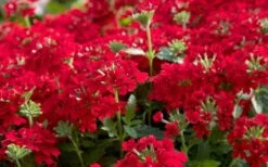EnduraScape Red Verbena - 1 Gallon Pot 11 EnduraScape Red Verbena - 1 Gallon Pot -Azaleas Store Verbena EnduraScape Red