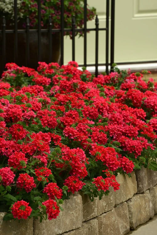 EnduraScape Red Verbena - 1 Gallon Pot 3 EnduraScape Red Verbena - 1 Gallon Pot