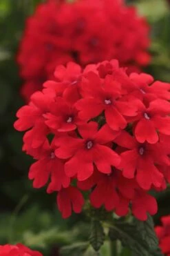 EnduraScape Red Verbena - 1 Gallon Pot 10 EnduraScape Red Verbena - 1 Gallon Pot -Azaleas Store Verbena EnduraScape Red 7