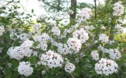 Juddi Fragrant Snowball Viburnum - 3 Gallon Pot -Azaleas Store Viburnum Judd 2