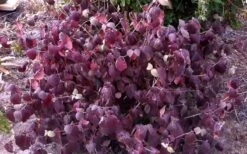 Juddi Fragrant Snowball Viburnum - 3 Gallon Pot -Azaleas Store Viburnum Judd 5