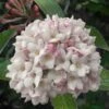 Juddi Fragrant Snowball Viburnum - 3 Gallon Pot -Azaleas Store Viburnum Judd 7