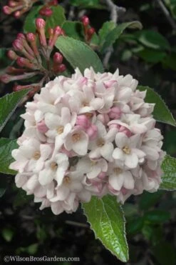 Juddi Fragrant Snowball Viburnum - 3 Gallon Pot