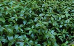 White Evergreen Periwinkle (Vinca Minor 'Alba') - 6 Pack Of Pint Pots -Azaleas Store Vinca Minor 11