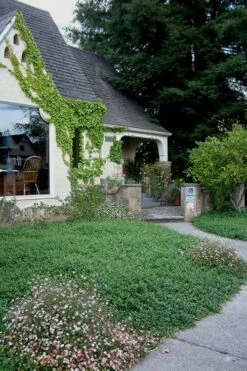 White Evergreen Periwinkle (Vinca Minor 'Alba') - 6 Pack Of Pint Pots -Azaleas Store Vinca Minor 14