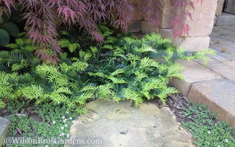 Creeping Japanese Plum Yew (Cephalotaxus Harringtonia 'Prostrata') - 3 Gallon Pot 7 Creeping Japanese Plum Yew (Cephalotaxus Harringtonia 'Prostrata') - 3 Gallon Pot - Image 5