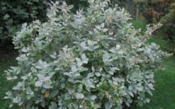 Woodlanders Blue Dusty Zenobia (Honeycup) - 3 Gallon Pot 17 Woodlanders Blue Dusty Zenobia (Honeycup) - 3 Gallon Pot -Azaleas Store Zenobia Woodlanders Blue 20