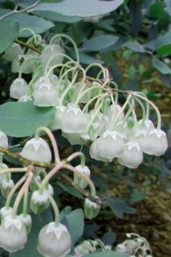 Woodlanders Blue Dusty Zenobia (Honeycup) - 3 Gallon Pot 16 Woodlanders Blue Dusty Zenobia (Honeycup) - 3 Gallon Pot -Azaleas Store Zenobia Woodlanders Blue 7