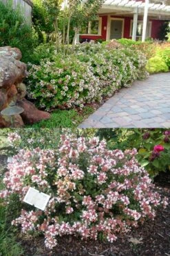 Little Richard Dwarf Abelia - 3 Gallon Pot -Azaleas Store abelia grandiflora little richard 1