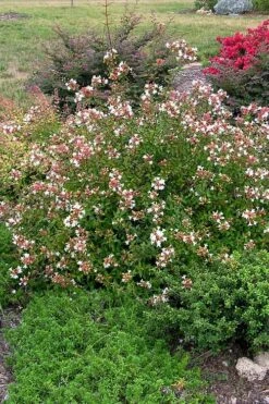 Little Richard Dwarf Abelia - 3 Gallon Pot -Azaleas Store abelia grandiflora little richard 3