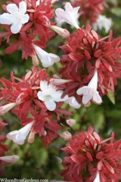 Little Richard Dwarf Abelia - 3 Gallon Pot -Azaleas Store abelia grandiflora little richard 6