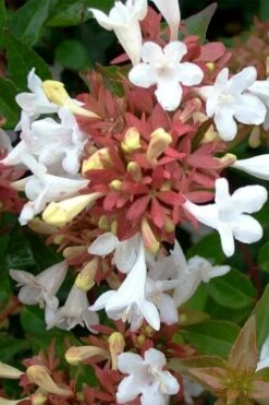 Little Richard Dwarf Abelia - 3 Gallon Pot -Azaleas Store abelia grandiflora little richard 7