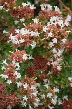 Little Richard Dwarf Abelia - 3 Gallon Pot -Azaleas Store abelia grandiflora little richard 9