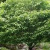 Hornbeam Maple (Acer Carpinifolium) - 3 Gallon Pot -Azaleas Store acer carpinifolium hornbeam maple tree 3