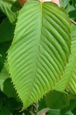 Hornbeam Maple (Acer Carpinifolium) - 3 Gallon Pot -Azaleas Store acer carpinifolium hornbeam maple tree 4