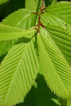 Hornbeam Maple (Acer Carpinifolium) - 3 Gallon Pot -Azaleas Store acer carpinifolium hornbeam maple tree 5