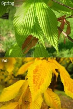 Hornbeam Maple (Acer Carpinifolium) - 3 Gallon Pot -Azaleas Store acer carpinifolium hornbeam maple tree 6