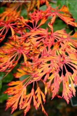 Fairy Lights Full Moon Japanese Maple - 3 Gallon Pot -Azaleas Store acer japonicum fairy lights full moon maple 3