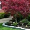 Ribbon Leaf Japanese Maple (Acer Palmatum 'Atrolineare') - 3 Gallon Pot -Azaleas Store acer palmatum atrolineare ribbon leaf japanese maple 1