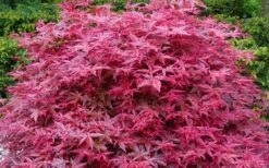 'Beni Maiko' Red Dancing Girl Japanese Maple - 1 Gallon Pot -Azaleas Store acer palmatum beni maiko japanese maple 2