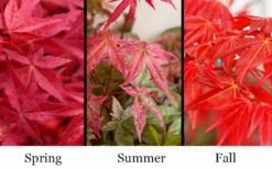 'Beni Maiko' Red Dancing Girl Japanese Maple - 1 Gallon Pot -Azaleas Store acer palmatum beni maiko japanese maple 5