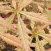 Blonde Beauty Japanese Maple - 3 Gallon Pot -Azaleas Store acer palmatum blonde beauty japanese maple 1