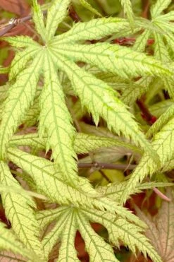 Blonde Beauty Japanese Maple - 3 Gallon Pot -Azaleas Store acer palmatum blonde beauty japanese maple 3