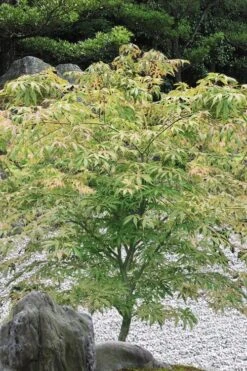 Blonde Beauty Japanese Maple - 3 Gallon Pot -Azaleas Store acer palmatum blonde beauty japanese maple 5