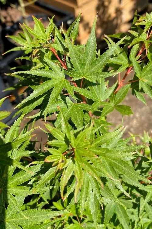 Corvallis Broom Dwarf Coral Bark Japanese Maple - 3 Gallon Pot 8 Corvallis Broom Dwarf Coral Bark Japanese Maple - 3 Gallon Pot - Image 6