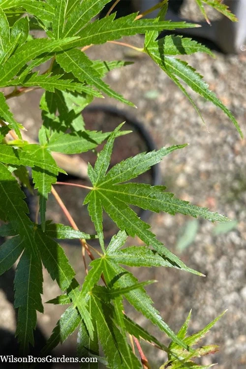 Corvallis Broom Dwarf Coral Bark Japanese Maple - 3 Gallon Pot 11 Corvallis Broom Dwarf Coral Bark Japanese Maple - 3 Gallon Pot - Image 9