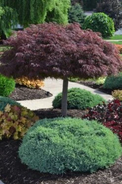 Crimson Queen Dwarf Japanese Maple (High Graft Tree Form) - 2 Gallon Pot -Azaleas Store acer palmatum dissectum crimson queen high graft tree form formal
