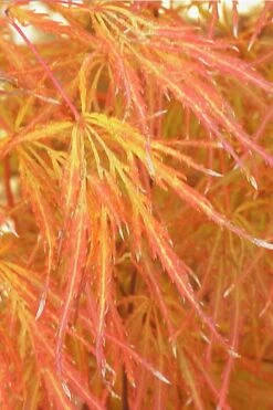 Edgewood's Golden Japanese Maple - 3 Gallon Pot 11 Edgewood's Golden Japanese Maple - 3 Gallon Pot -Azaleas Store acer palmatum edgewoods golden 1