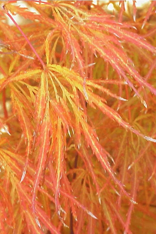 Edgewood's Golden Japanese Maple - 3 Gallon Pot 7 Edgewood's Golden Japanese Maple - 3 Gallon Pot - Image 5