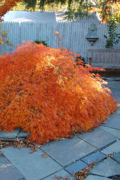 Edgewood's Golden Japanese Maple - 3 Gallon Pot 3 Edgewood's Golden Japanese Maple - 3 Gallon Pot