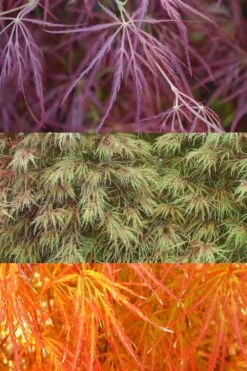 Edgewood's Golden Japanese Maple - 3 Gallon Pot 10 Edgewood's Golden Japanese Maple - 3 Gallon Pot -Azaleas Store acer palmatum edgewoods golden 4