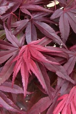Emperor 1 Japanese Maple - 2 Gallon Pot -Azaleas Store acer palmatum emperor 1 japanese maple 20 2
