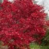 Emperor 1 Japanese Maple - 1 Gallon Pot -Azaleas Store acer palmatum emperor 1 japanese maple 21