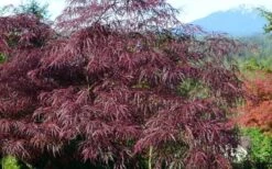 English Lace Japanese Maple - 6 Gallon Pot*B5 -Azaleas Store acer palmatum english lace japanese maple 1