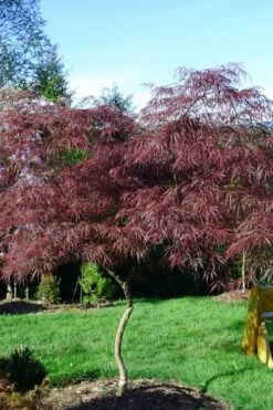 English Lace Japanese Maple - 6 Gallon Pot*B5 -Azaleas Store acer palmatum english lace japanese maple 6