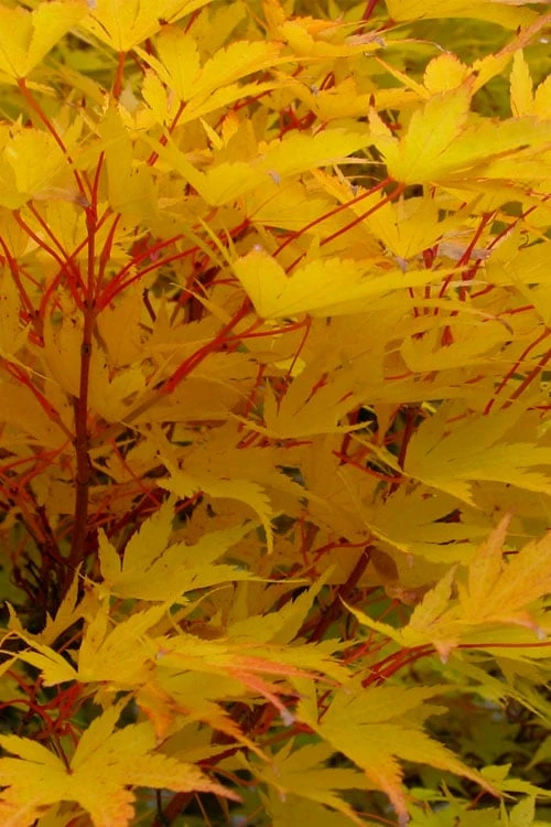 Corvallis Broom Dwarf Coral Bark Japanese Maple - 3 Gallon Pot 9 Corvallis Broom Dwarf Coral Bark Japanese Maple - 3 Gallon Pot - Image 7