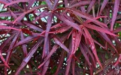 Ribbon Leaf Japanese Maple (Acer Palmatum 'Atrolineare') - 3 Gallon Pot 15 Ribbon Leaf Japanese Maple (Acer Palmatum 'Atrolineare') - 3 Gallon Pot -Azaleas Store acer palmatum filifera purpurea 3