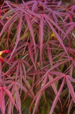 Ribbon Leaf Japanese Maple (Acer Palmatum 'Atrolineare') - 3 Gallon Pot 16 Ribbon Leaf Japanese Maple (Acer Palmatum 'Atrolineare') - 3 Gallon Pot -Azaleas Store acer palmatum filifera purpurea 5