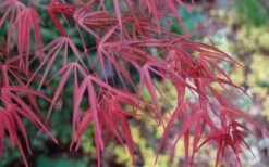 Ribbon Leaf Japanese Maple (Acer Palmatum 'Atrolineare') - 3 Gallon Pot 18 Ribbon Leaf Japanese Maple (Acer Palmatum 'Atrolineare') - 3 Gallon Pot -Azaleas Store acer palmatum filifera purpurea 6