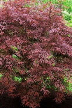 Ribbon Leaf Japanese Maple (Acer Palmatum 'Atrolineare') - 3 Gallon Pot 14 Ribbon Leaf Japanese Maple (Acer Palmatum 'Atrolineare') - 3 Gallon Pot -Azaleas Store acer palmatum filifera purpurea 7